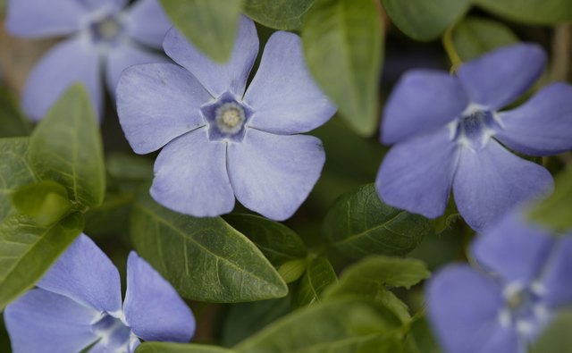 Flowers that bloom year after year will give your friend something to remember you by!