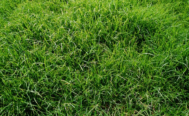 A container of grass can engage your child for hours.
