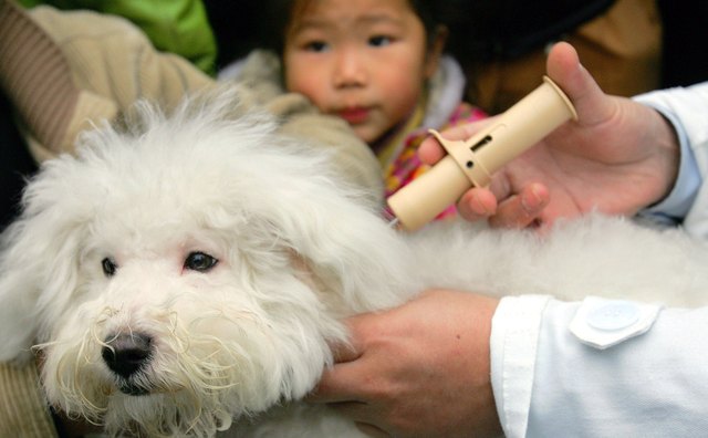 A quick injection, and this pet has an RFID chip implanted.