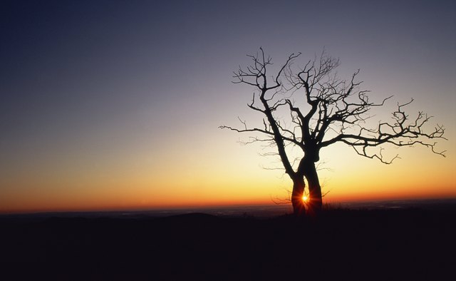 Oak trees were sacred to the Druids.