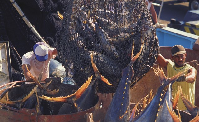 Purchase sustainably caught seafood to support properly managed fisheries.