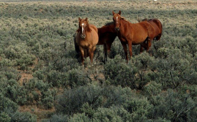 Horses lead the procession to the burial spot, and are often killed on site.