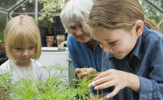Introduce natural resources with demonstrating the responsibility needed to keep a plant alive.