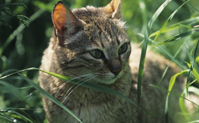 Adventurous pets can be hard to track down.