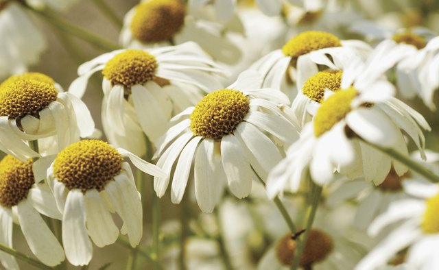 Chamomile is a popular, natural Amish remedy.