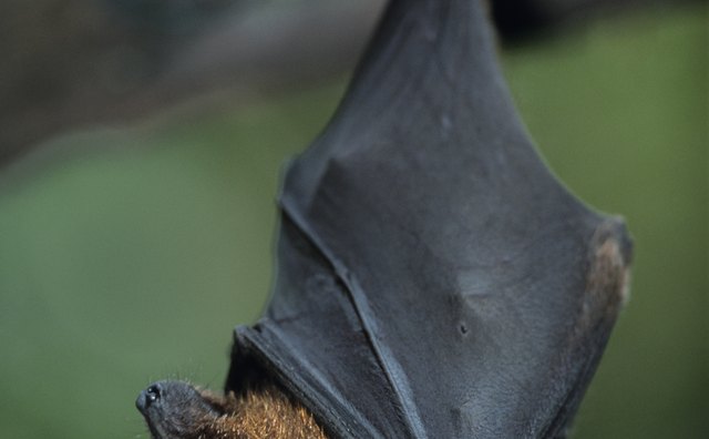 Bats are nocturnal, flying mammals.