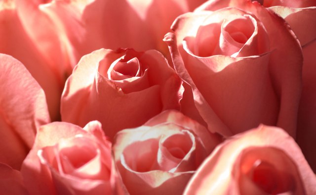 A rose offers a material analogy to the concept of love.
