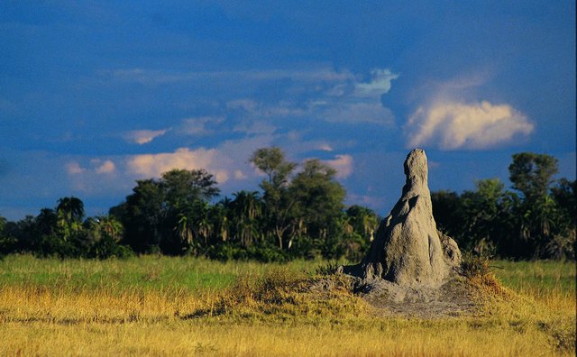 Termite hills often reach heights of 10 feet or more in the African savanna.