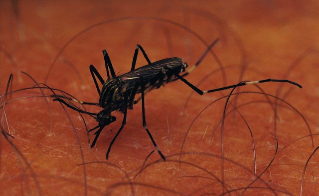 Malaria would kills millions more per year if not for the efforts of microbiologists.