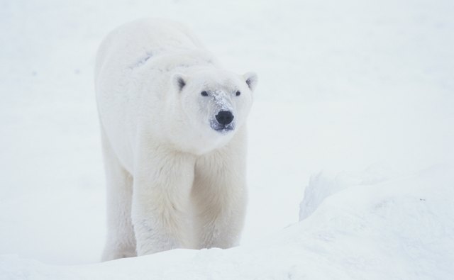 Show how blubber keeps polar bears warm.