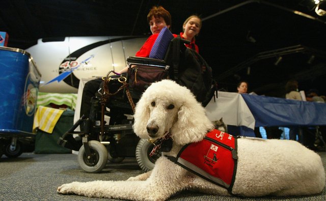 Learn how guide and service dogs help people.