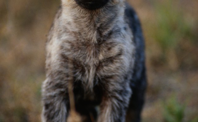 Though known as a scavenger, the spotted hyena is also a skilled, intelligent hunter.