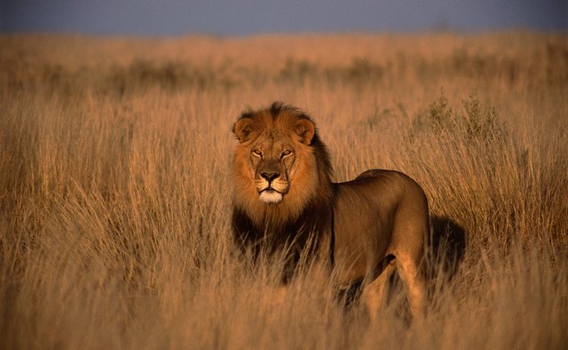African lions can grow quite large with adults reaching weights between 265 and 420 pounds.