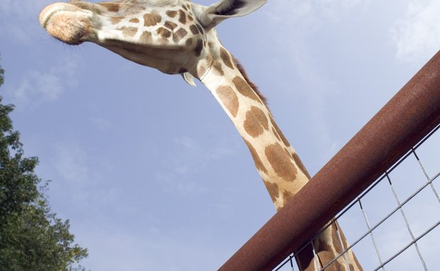 The zoo is an excellent place for dating teens to spend the day.