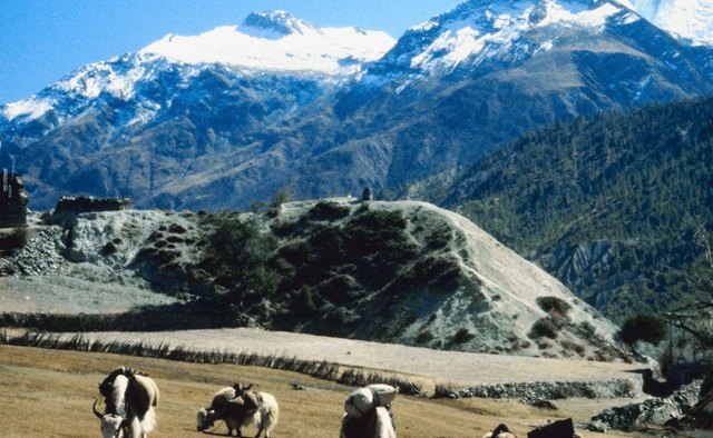 The Himalayan Mountains are home to Mount Everest, the tallest mountain in the world.