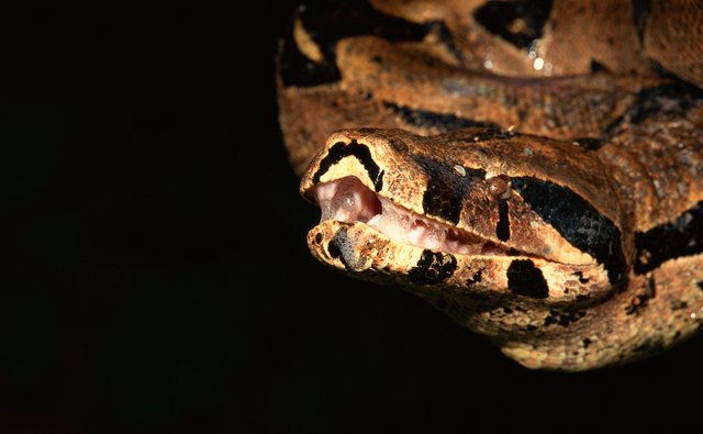 Burmese pythons populating the Florida Everglades are thought to originate from aquarium pets released into the wild during the 1990s.