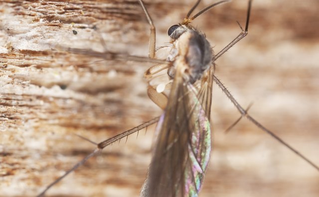 A close-up of a phorid fly on wood.