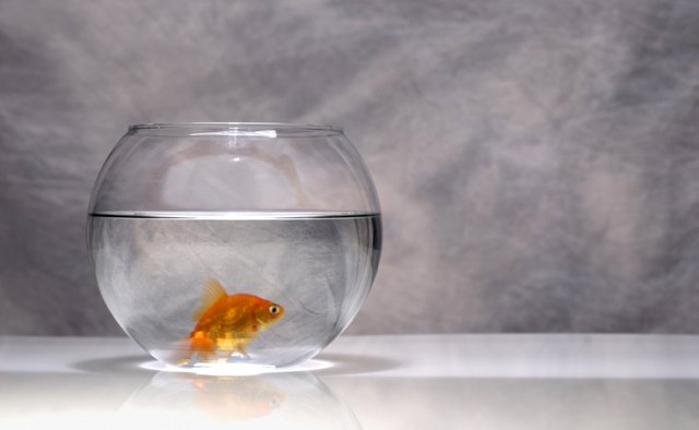 Evidence of goldfish kept for ornamental purposes dates back to the Chinese Sung Dynasty of 960 B.C.