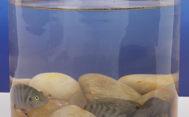 A species of cichlid fish displayed in a table top aquarium.