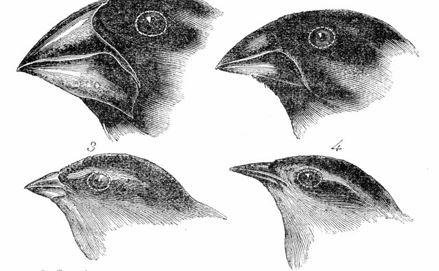 Adaptations to an ecosystem can cause some species to flourish and others to go extinct.