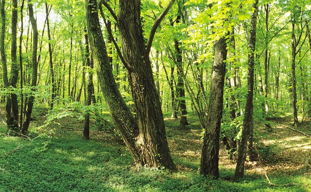 Woodlands can also be managed as an agriculture crop, yielding renewable energy and wood products.