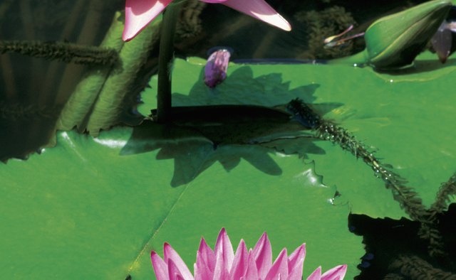 Matthew 6:28-29 compares the care God shows in providing for the lilies with the care God shows in providing for his people.