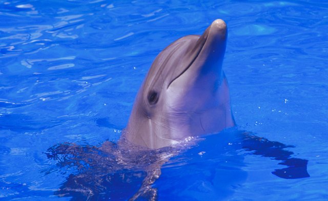 Dolphinariums - aquariums housing dolphins - attract tourists.
