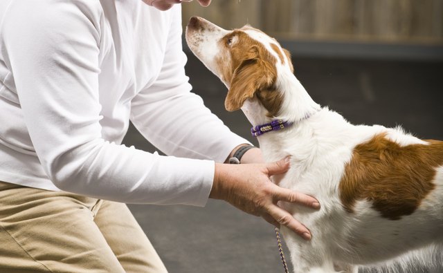 A beloved dog might be a good subject.