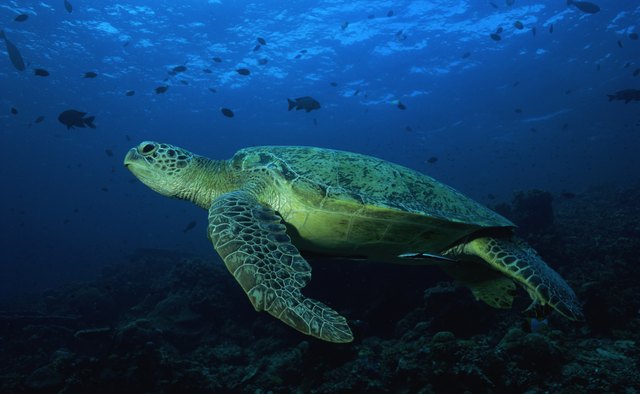Loggerhead Marinelife Center is free, but accepts donations from visitors.