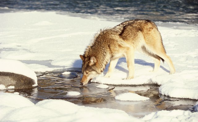 If wolves' prey is scarce, wolf numbers will decline.