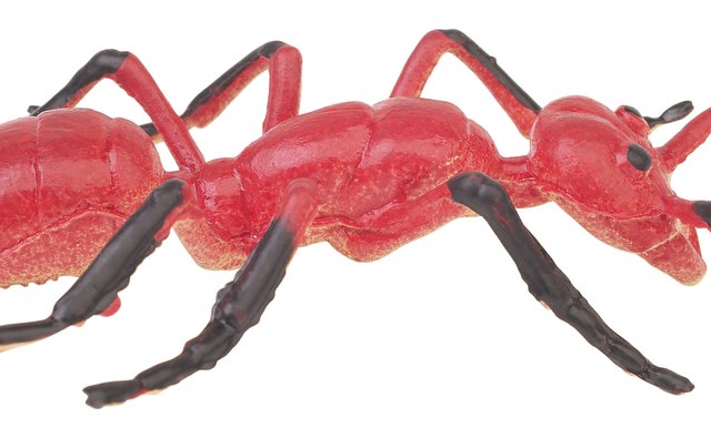 If you are introducing ants, begin by tapping into your child's prior knowledge.