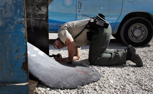 Wardens often deal with wild animals that have become trapped or stuck.