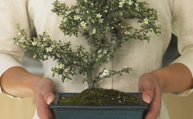 Offer a simple bonsai to represent wishes of peace and harmony.