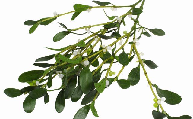 Druids believed mistletoe grew from air and was a gift of heaven.