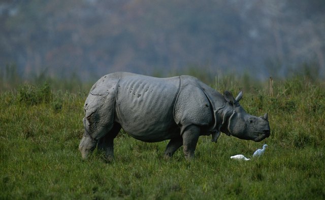 India's Kaziranga National Park lies in the Terai-Duar grasslands.