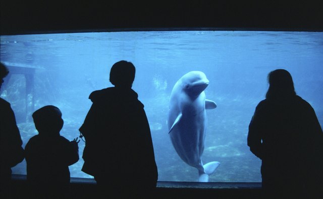 Visiting the aquarium as a family can be a great gift for everyone!