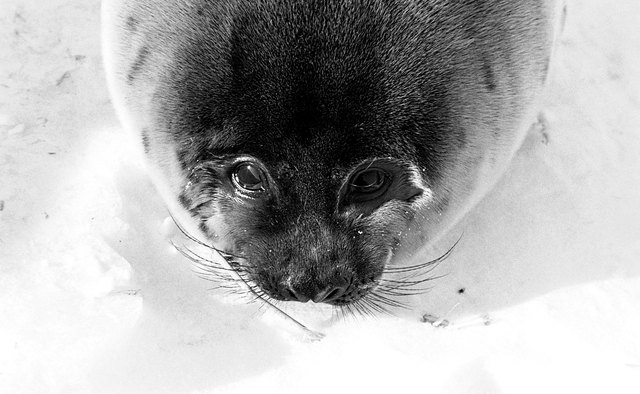 Seals are fun to learn about.