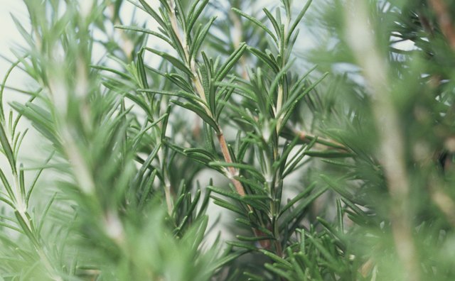 Rosemary pairs well with pork and makes a good addition to a brine.