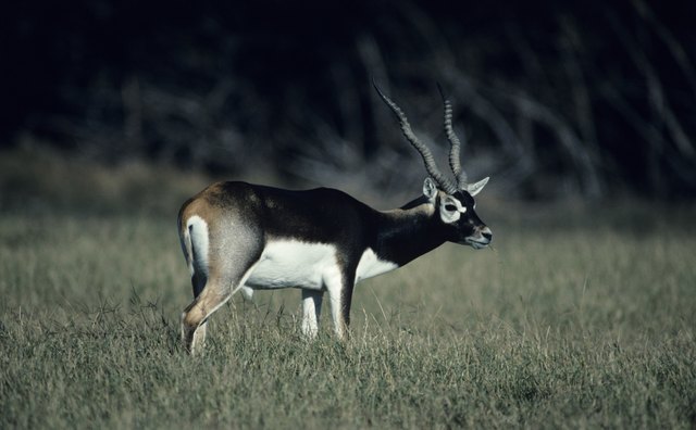 Indian wolves pursue blackbuck in semi-arid grasslands.