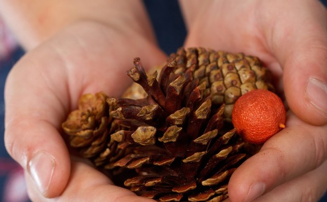 Natural objects such as pinecones feature funky textures for toddlers to explore.