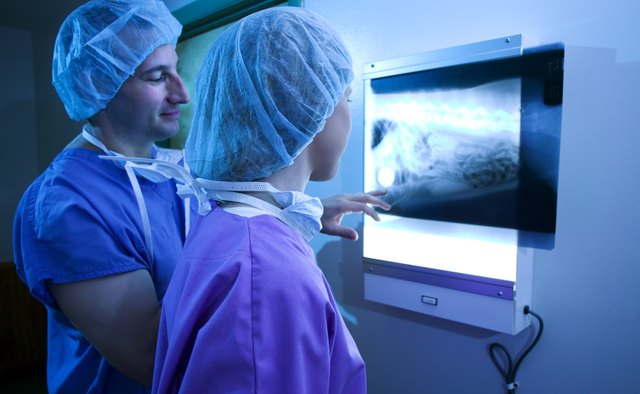 By learning how to interpret X-rays during a radiology class or rotation, veterinarians can properly evaluate, diagnose, and treat problems in their patients.