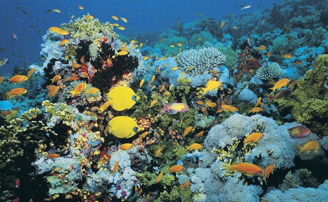 Fish are diverse creatures.