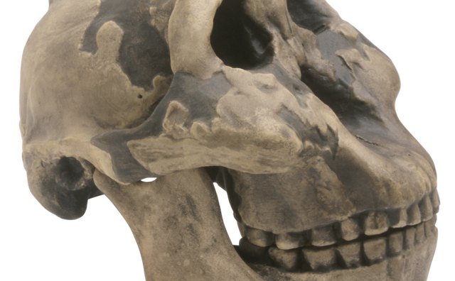 Students at Yale can specialize in the study of evolution in the fossil record.