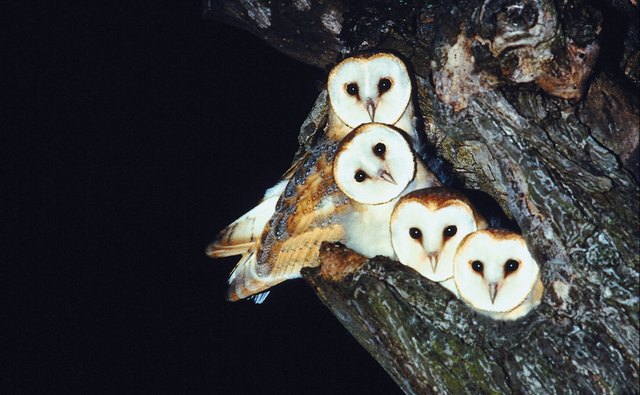 Owls wake up when children go to sleep.