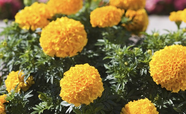 Marigolds play a significant role in Dia de los Muertos celebrations.
