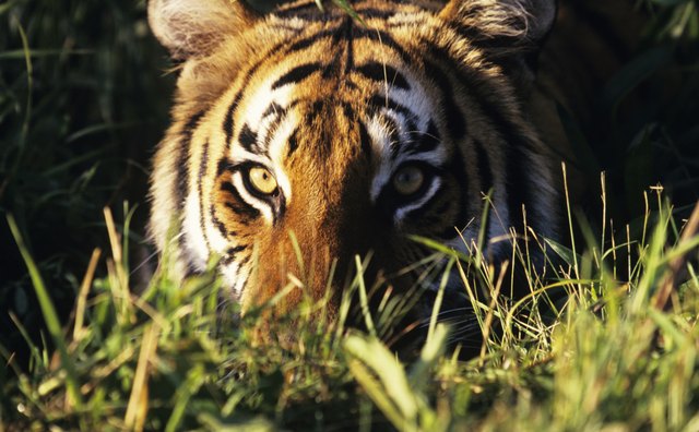 The Terai-Duar grasslands are crucial refuge for Bengal tigers.