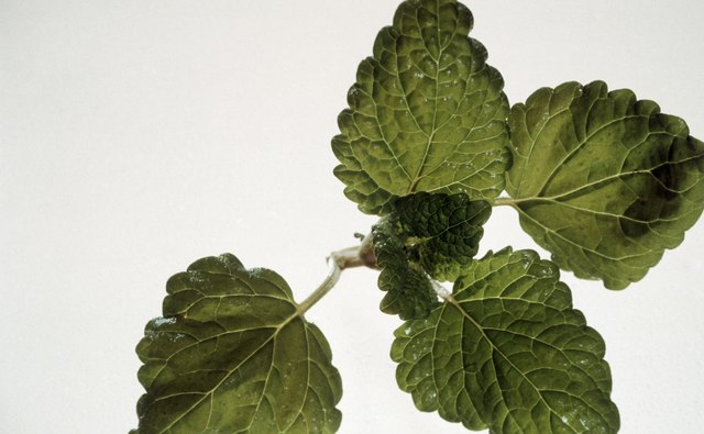 Lemon balm is praised by the Amish for its medicinal properties.