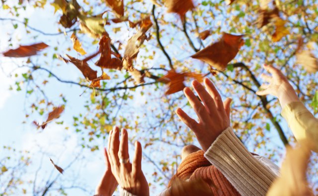 Create a nest for your hibernating animal craft with gathered leaves.