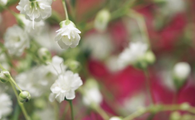 Baby's breath adds volume and structure.