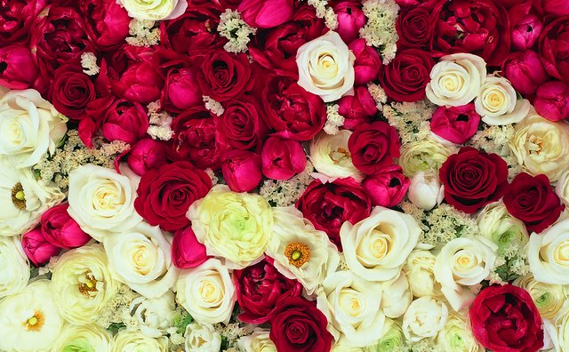 A mix of red and white flowers says I am sorry.